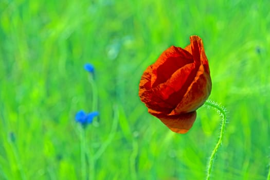 A red poppy on a green field.