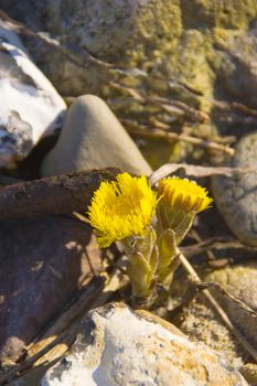 flowers between stones