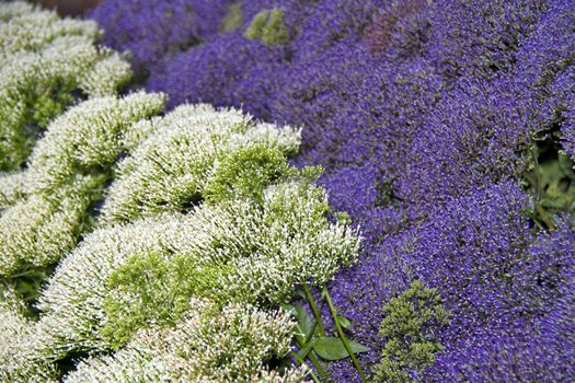 A sea ​​of ​​white and purple flowers.