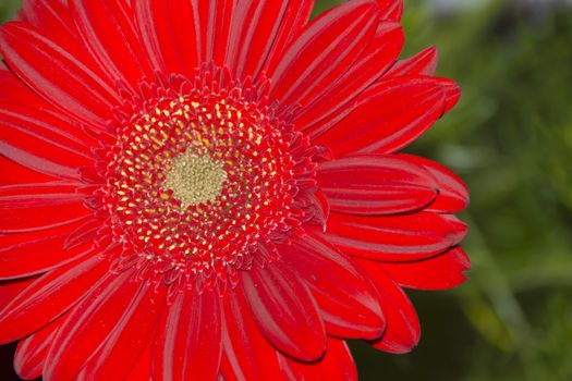 a close-up of a red gerbera