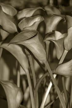 A bouquet of calla flowers in sepia.