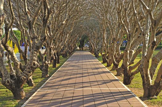 Very famous tunnel tree, Nan, Thailand.