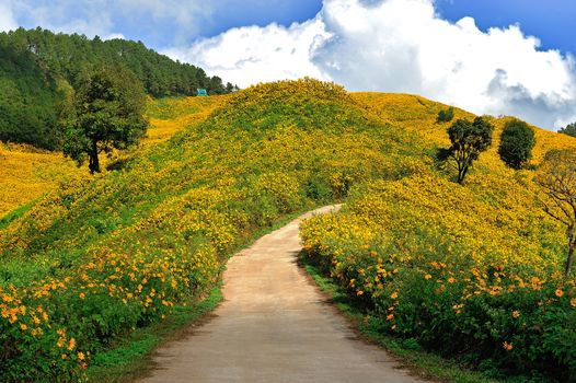 Tithonia ( Mexican sunflower) , viewpoint on mountain in the morning at Doi Mae U-khaw, Mae Hong Son province Thailand