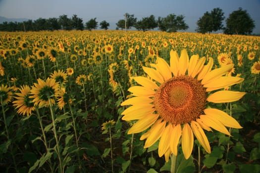 A field of sunflowers, Thailand