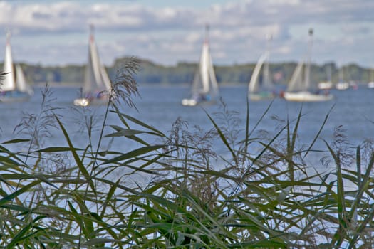 In the foreground green reed and in the background blured sailboots.