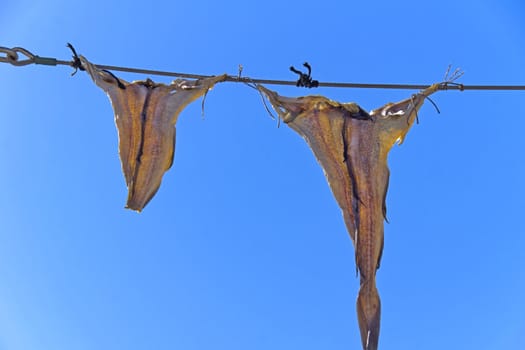 Fishes are dried in the air. Seen in Denmark.