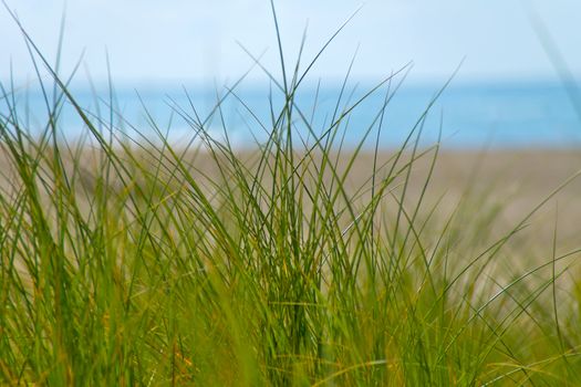 In the foreground green dune grass, and in the background blured the North Sea.