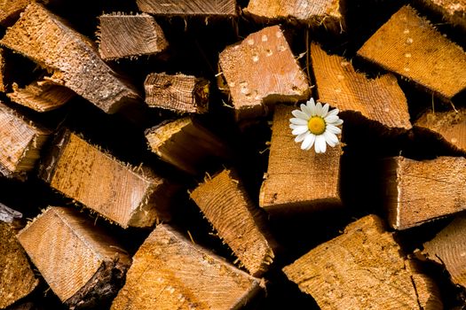 Small flower on a heap of chopped wood