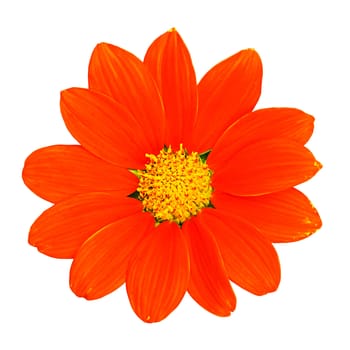 Orange zinnia flower isolated on white background