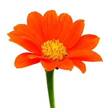 Orange zinnia flower isolated on white background