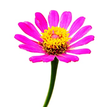 Pink zinnia flower isolated on white background