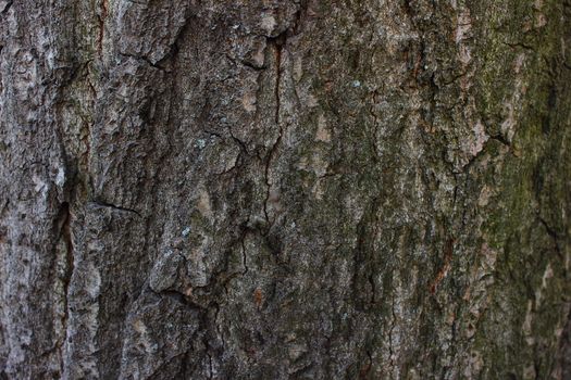 poplar bark with streaks and cracks from time to time