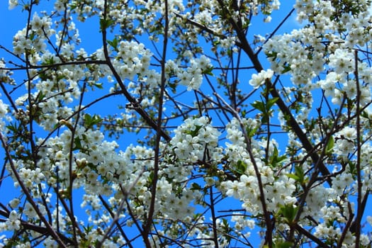 Hundreds of small white flowers of apricot on background of blue sky