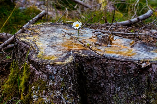 Small flower on a old tree stump