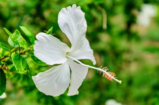 White hibiscus flowers on the tree.