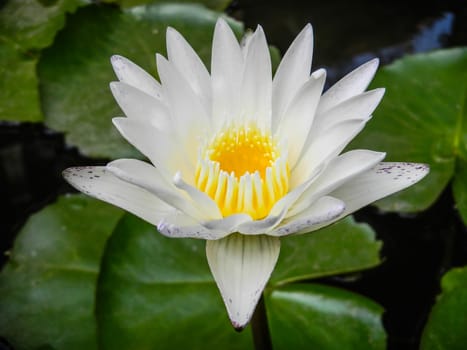 Lotus flower blossom in the pool 