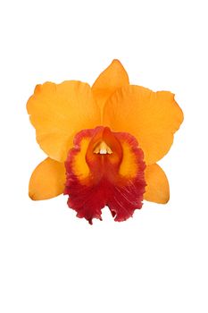 Orchid flower isolated on white background 