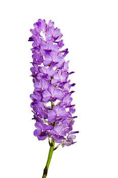 Orchid flowers isolated on white background 