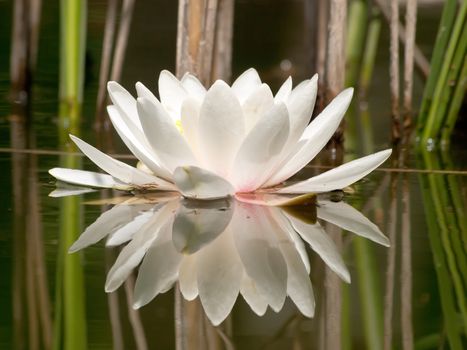 white water lilly in pond and reeds reflection 