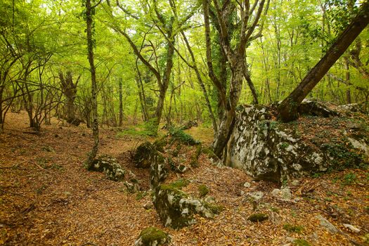 Footpath going through a forest