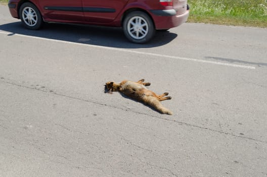 Killed dead fox animal body lay on rural road and car drive passing.