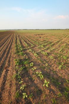Agricultural field with rows of small plants