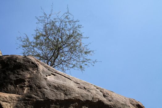 A Lone Tree with thorny leaves struggling to establish itself among  the barren rocks below looks up to the sky. Seen against a large backdrop of clear blue noon sky.