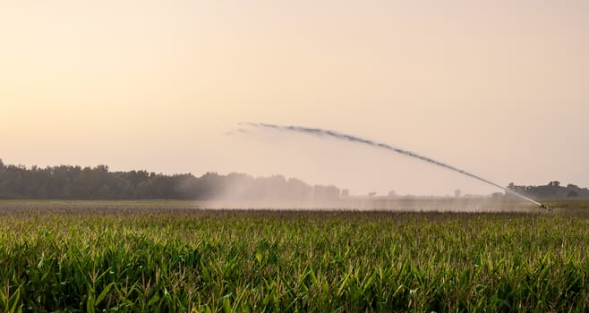irrigation on corn field  in sunlight