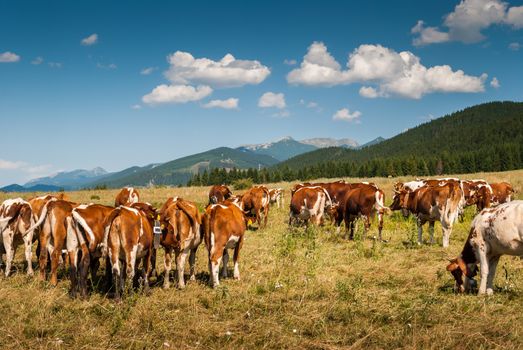 cows on pasture in kvacianska valley, Slovakia