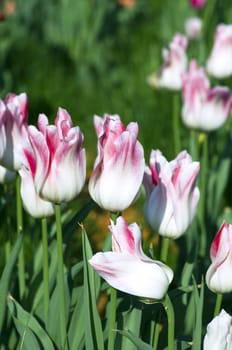 Spring background with tulips over natural background 