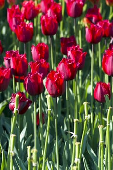 Spring background with tulips over natural background 