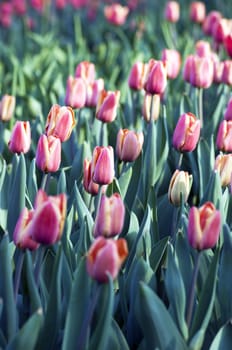 Spring background with tulips over natural background 