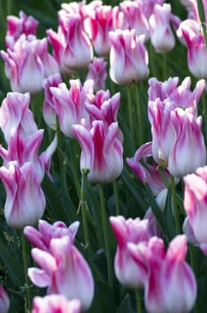 Spring background with tulips over natural background 