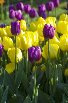 Spring background with tulips over natural background 