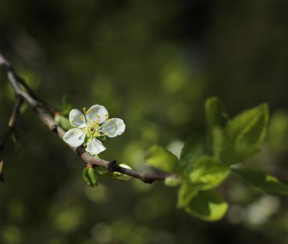 White fruit tree flower blossoming, spring season concept