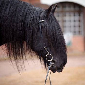 Black stallion. Portrait of a black horse. Thoroughbred horse. Beautiful horse.