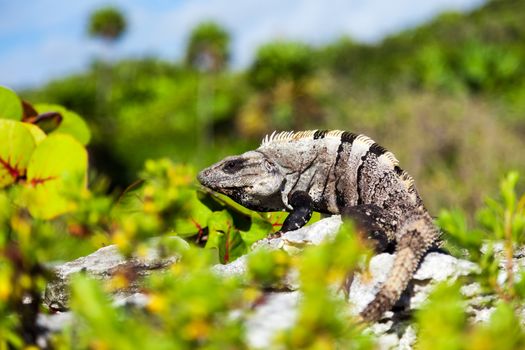 Gray-brown iguana basking in the sun