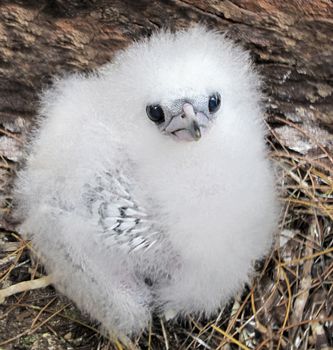 Chick of White-tailed Tropicbird Phaethon lepturus, Bird Island, Seychelles