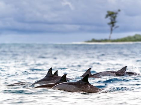 Pod of wild  spinner dolphins (Stenella longirostris) in shallow bays near Bird Island, Seychelles