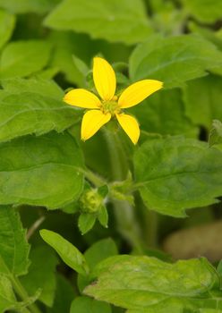 Close up on one golden-knees, goldenstar or green-and-gold (Chrysogonum virginianum)