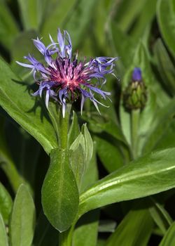 Perennial, mountain cornflower or bluet, bachelor's button, montane knapweed (centaurea montana)