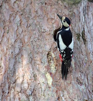 Hairy woodpecker (picoides villosus) male bird in front of its hole nest into a tree trunk