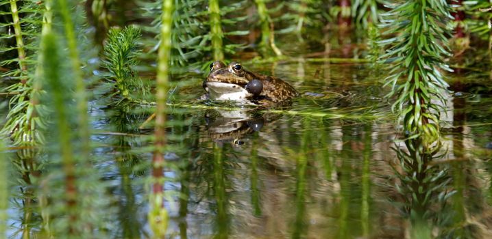 One male frog with two bubbles aside croaking in the pond at mating season