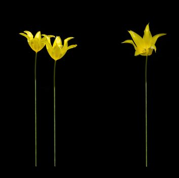 Three tall yellow tulips isolated on black background decoration.