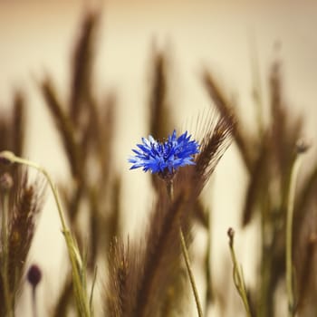Photo of the Cornflower Blooming in Nature Background