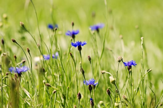 Photo of the Cornflower Blooming in Nature Background