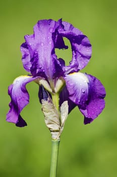 Photo of Iris Flower in Springtime