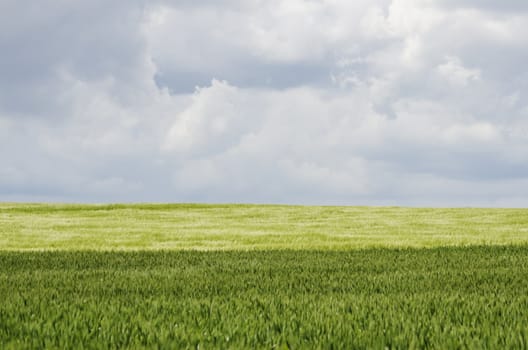 Photo of Wheat Field Landscape 
