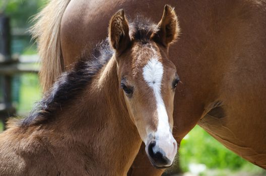 Photo of Charming Brown Horse  Foal