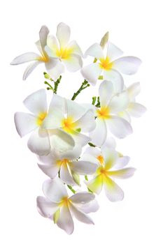 close up white frangipani  petal flowers bouquet with fresh water dew on leaves isolated white background use for decorated beautiful natural theme 
